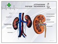 Стенд "Строение почки человека" - fgospostavki.ru - Обнинск