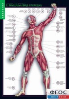 Комплект таблиц. Биология. Строение тела человека. - fgospostavki.ru - Обнинск