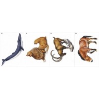 Модель-аппликация Многообразие хордовых. Млекопитающие - fgospostavki.ru - Обнинск