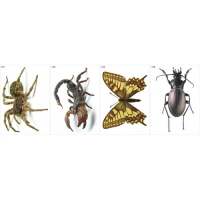 Модель-аппликация Многообразие беспозвоночных - fgospostavki.ru - Обнинск