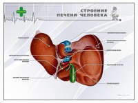 Стенд "Строение печени человека" - fgospostavki.ru - Обнинск