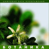 Ботаника. (Цифровая база изображений) - fgospostavki.ru - Обнинск