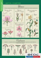 Комплект таблиц. Биология 6 класс. Растения, грибы, лишайники - fgospostavki.ru - Обнинск
