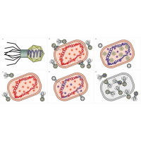 Модель-аппликация Жизненный цикл вируса	 - fgospostavki.ru - Обнинск