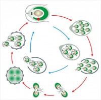 Модель-аппликация Размножение одноклеточной водоросли - fgospostavki.ru - Обнинск