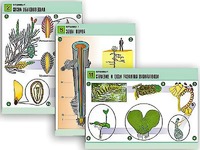 Комплект таблиц по биологии демонстрационных "Ботаника 1" (12 таблиц, формат А1, ламинированные) - fgospostavki.ru - Обнинск
