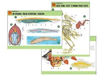 Комплект таблиц по биологии демонстрационных "Зоология 2" (16 таблиц, формат А1, ламинированные) - fgospostavki.ru - Обнинск