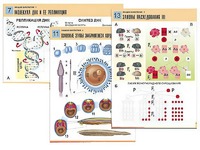 Комплект таблиц по биологии демонстрационных "Общая биология 1" (16 таблиц, формат А1, ламинированные) - fgospostavki.ru - Обнинск