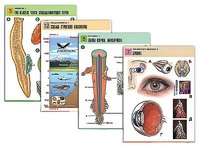 Комплект таблиц по всему курсу биологии (120 штук, формат А1, полноцветные, ламинированные) - fgospostavki.ru - Обнинск