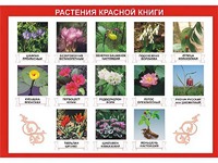 Таблица демонстрационная "Растения Красной книги" (винил 70*100) - fgospostavki.ru - Обнинск