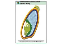 Рельефная таблица "Зерновка пшеницы" (формат А1, матовое ламинирование) - fgospostavki.ru - Обнинск