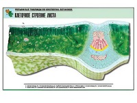 Рельефная таблица "Клеточное строение листа" (формат А1, матовое ламинирование) - fgospostavki.ru - Обнинск