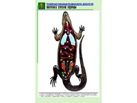 Рельефная таблица "Внутреннее строение ящерицы" (формат А1, матовое ламинирование) - fgospostavki.ru - Обнинск