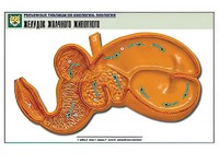 Рельефная таблица "Желудок жвачного животного" (формат А1, матовое ламинирование) - fgospostavki.ru - Обнинск