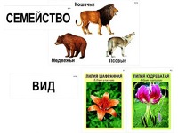 Модель-аппликация "Классификация растений и животных" (ламинированная) - fgospostavki.ru - Обнинск