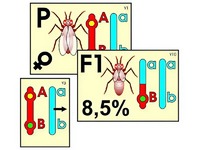 Модель-аппликация "Перекрест хромосом" (ламинированная) - fgospostavki.ru - Обнинск