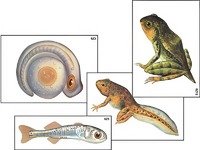 Модель-аппликация "Развитие костной рыбы и лягушки" (ламинированная) - fgospostavki.ru - Обнинск
