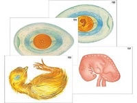 Модель-аппликация "Развитие птицы и млекопитающего (человека)" (ламинированная) - fgospostavki.ru - Обнинск