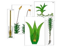 Модель-аппликация "Размножение мха" (ламинированная) - fgospostavki.ru - Обнинск