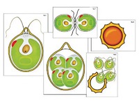 Модель-аппликация "Размножение одноклеточной водоросли" (ламинированная) - fgospostavki.ru - Обнинск