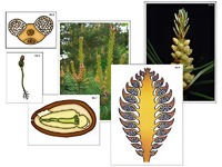 Модель-аппликация "Размножение сосны" (ламинированная) - fgospostavki.ru - Обнинск