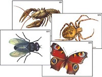 Модель-аппликация "Разнообразие беспозвоночных" (ламинированная) - fgospostavki.ru - Обнинск