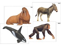 Модель-аппликация "Разнообразие высших хордовых 2. Млекопитающие" (ламинированная) - fgospostavki.ru - Обнинск