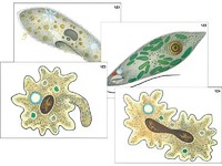 Модель-аппликация "Строение и разнообразие простейших" (ламинированная) - fgospostavki.ru - Обнинск