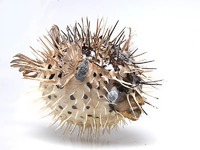 Сухой препарат "Еж-рыба морская" - fgospostavki.ru - Обнинск