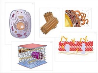 Модель-аппликация "Строение клетки" (ламинированная) - fgospostavki.ru - Обнинск