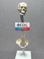 Модель "Позвоночник с черепом и тазом" - fgospostavki.ru - Обнинск