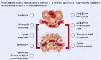 Интерактивные курсы. Биология 9 класс. Расширенный. - fgospostavki.ru - Обнинск
