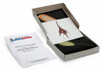 Модель-аппликация "Одноклеточные водоросли" (набор из 24 карт) - fgospostavki.ru - Обнинск