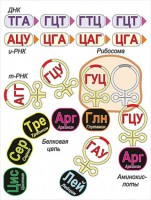 Модель-аппликация Биосинтез белка - fgospostavki.ru - Обнинск