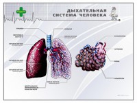Стенд "Дыхательная система человека" - fgospostavki.ru - Обнинск