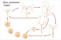 Модель-аппликация Строение и цикл развития гидры - fgospostavki.ru - Обнинск