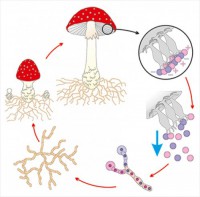Модель-аппликация Размножение шляпочного гриба - fgospostavki.ru - Обнинск