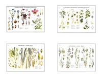 Плакаты ПРОФТЕХ "Систематика растений" (4 пл, винил, 70х100) - fgospostavki.ru - Обнинск