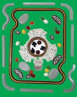 Модель-аппликация "Строение клетки" (набор из 54 пластмассовых фигур) - fgospostavki.ru - Обнинск