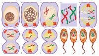 Модель-аппликация Деление клетки. Митоз и мейоз - fgospostavki.ru - Обнинск