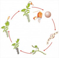 Модель-аппликация Размножение мха - fgospostavki.ru - Обнинск