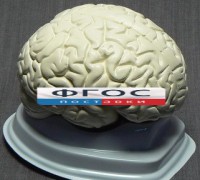 Модель "Мозг в разрезе" (белый) - fgospostavki.ru - Обнинск