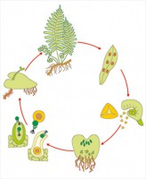 Модель-аппликация Размножение папоротника - fgospostavki.ru - Обнинск