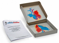 Модель-аппликация "Этапы эволюции сердца у позвоночных" (набор из 4 карт) - fgospostavki.ru - Обнинск