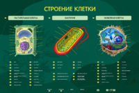 Электрифицированный стенд "Строение клетки" с маркерными полями - fgospostavki.ru - Обнинск