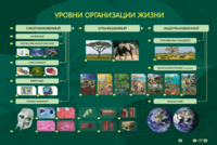 Электрифицированный стенд "Уровни организации жизни" - fgospostavki.ru - Обнинск