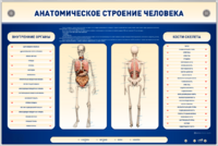 Электрифицированный стенд-тренажер c макетом скелета "Анатомическое строение человека" - fgospostavki.ru - Обнинск