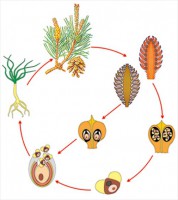 Модель-аппликация Размножение сосны - fgospostavki.ru - Обнинск