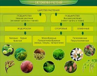 Стенд "Систематика растений" - fgospostavki.ru - Обнинск