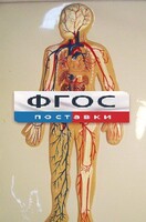 Модель барельефная "Кровеносная система человека" - fgospostavki.ru - Обнинск